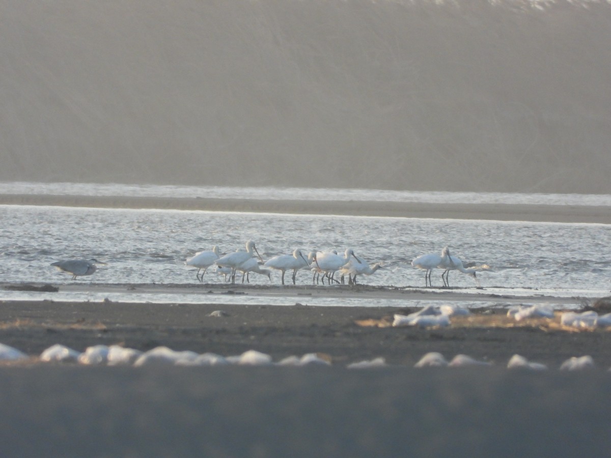 Kaşıkçı - ML646450050