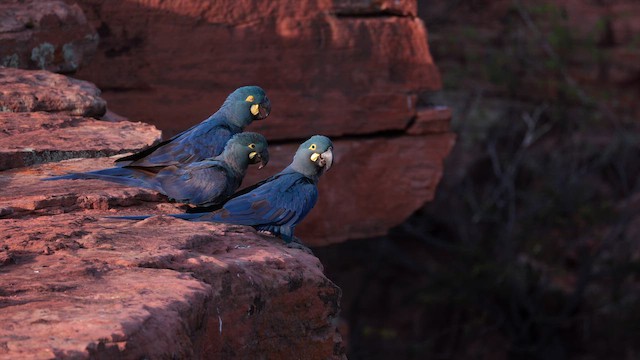 Lear Arası - ML646450051