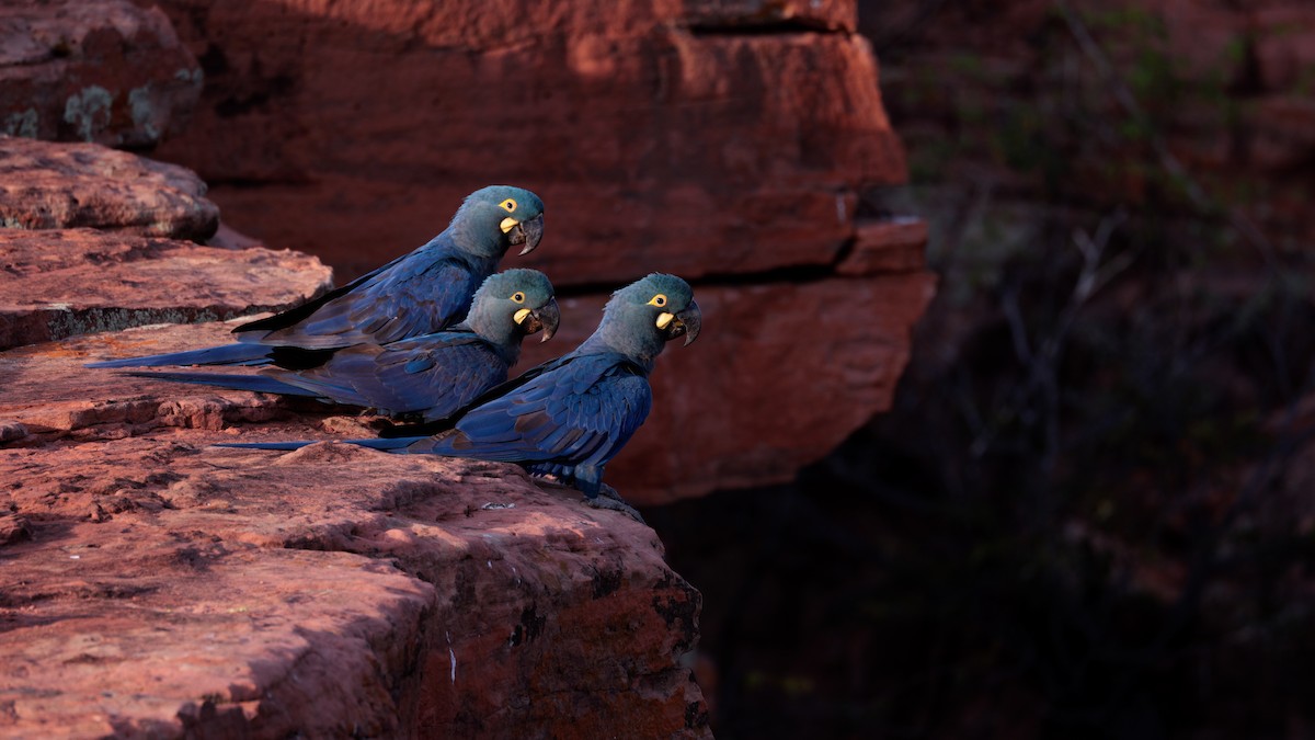 Indigo Macaw - ML646450052