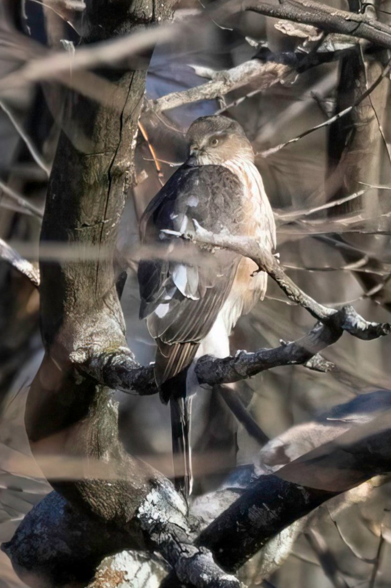 Sharp-shinned Hawk - ML646450053