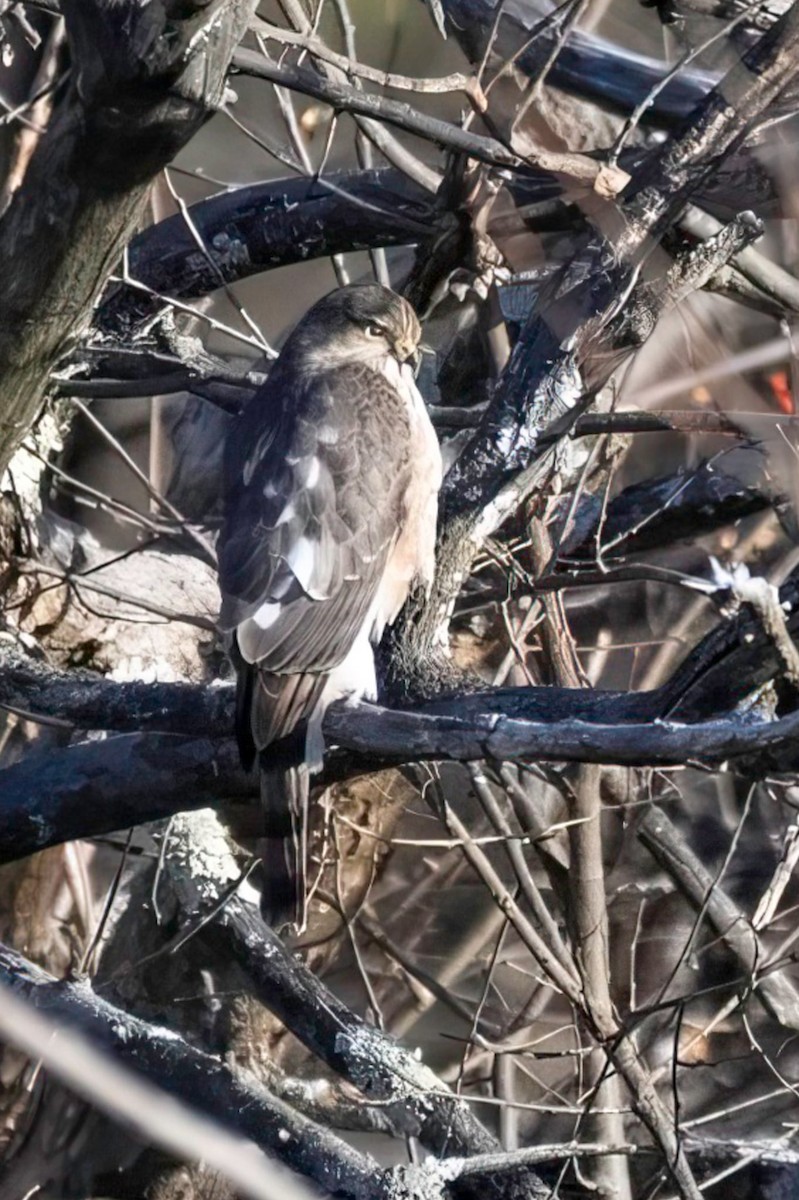 Sharp-shinned Hawk - ML646450054