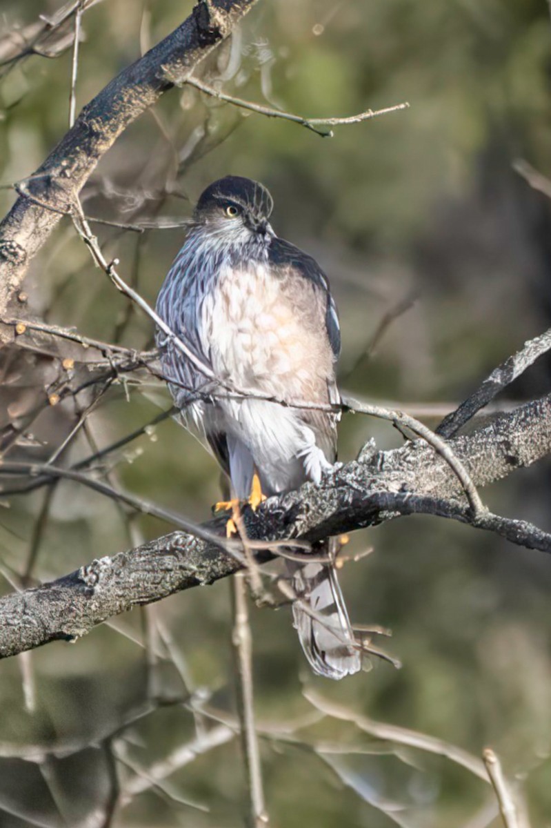 Sharp-shinned Hawk - ML646450055