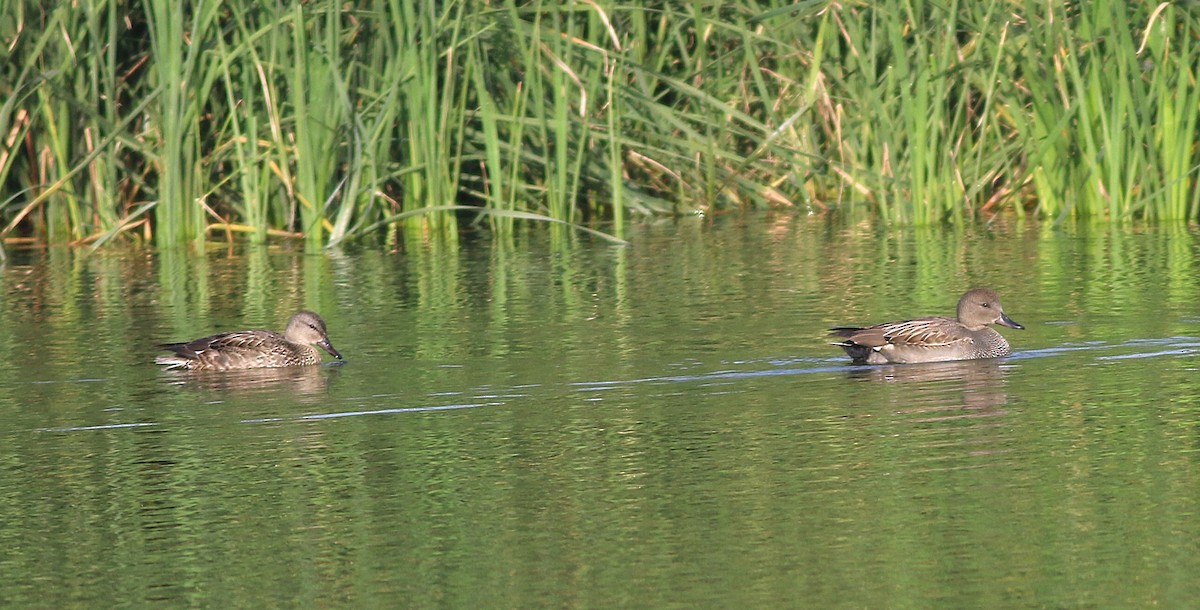 Gadwall (Common) - ML646450056
