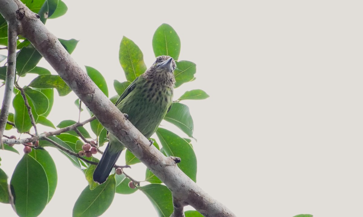 Green-eared Barbet - ML646450059