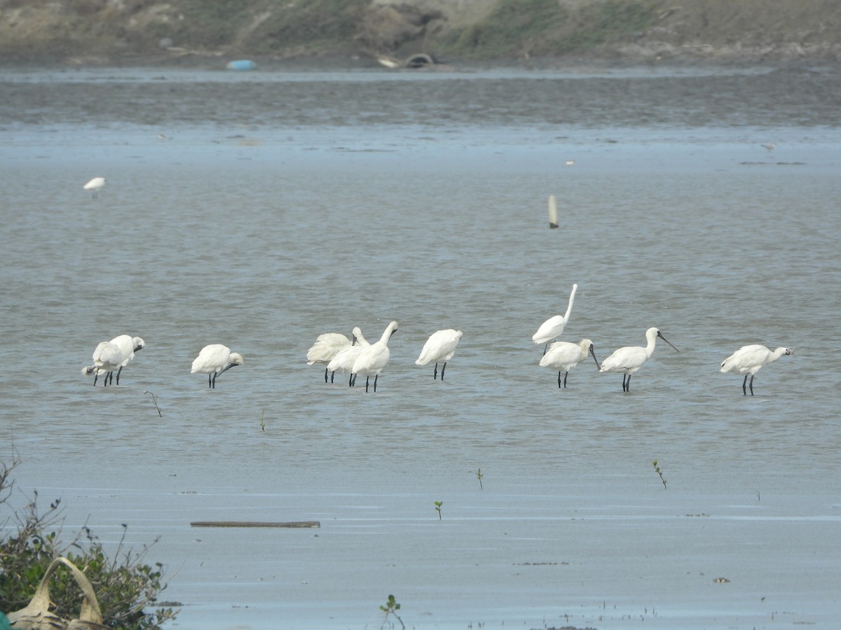 Küçük Kaşıkçı - ML646450060