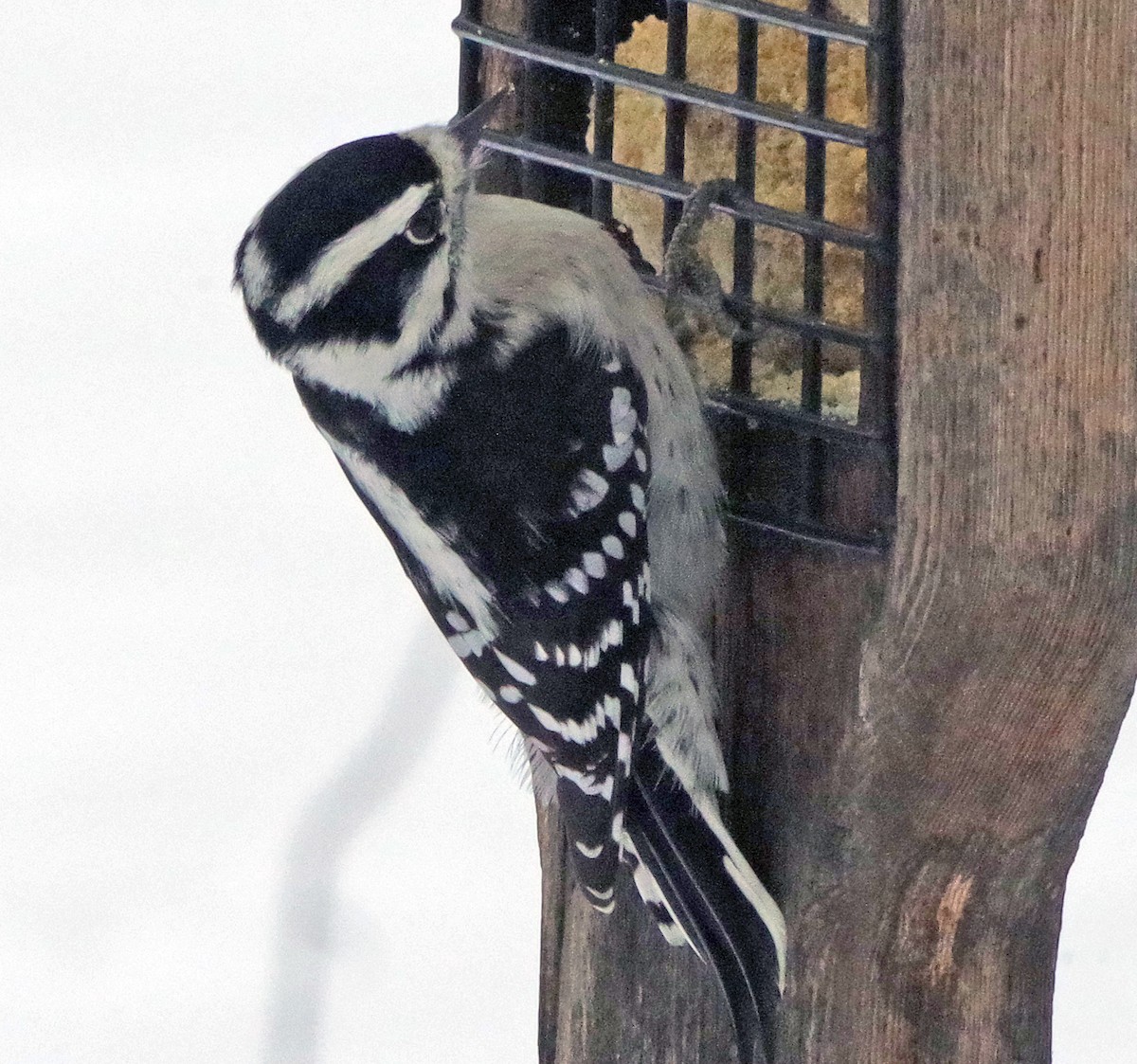 Downy Woodpecker - ML646450061