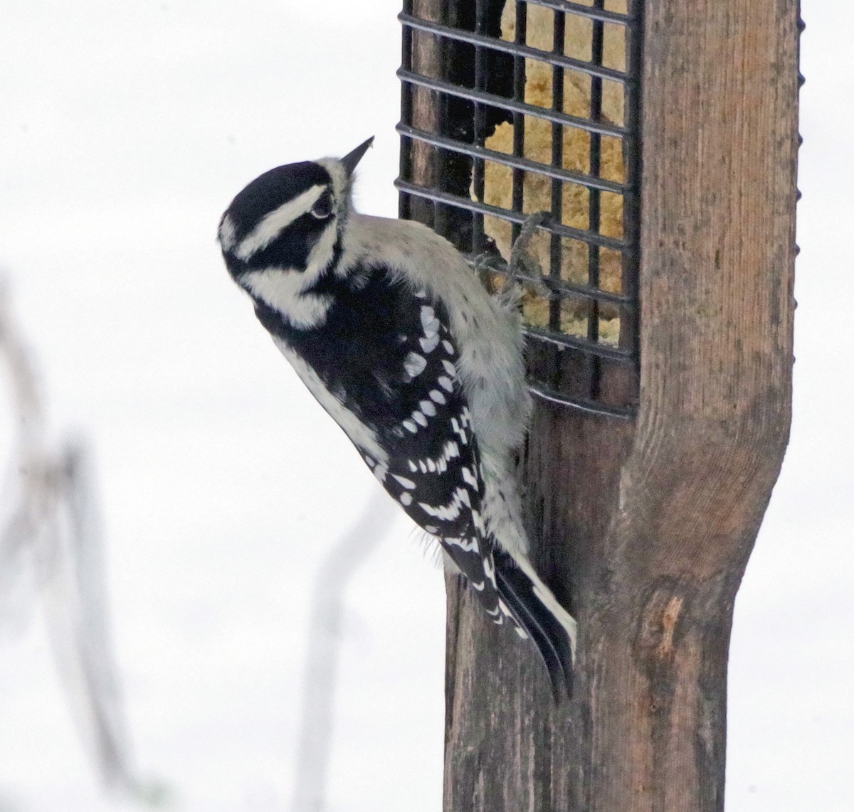 Downy Woodpecker - ML646450062