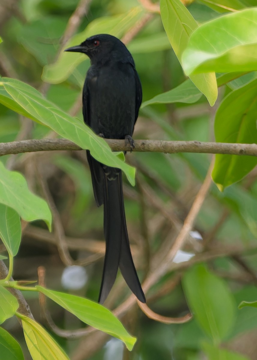 Asian Green Bee-eater - ML646450063
