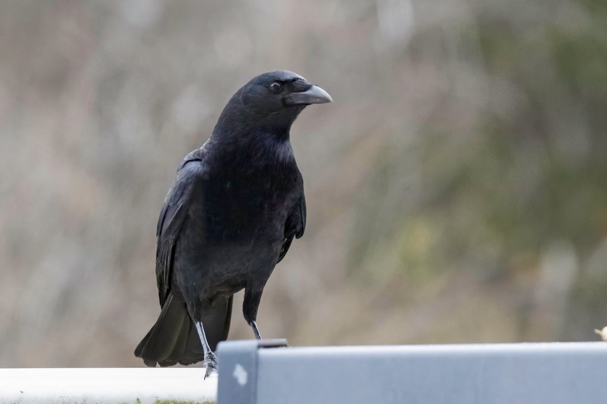 American Crow - ML646450065