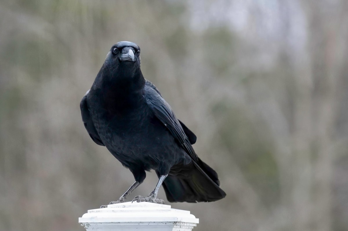 American Crow - ML646450066