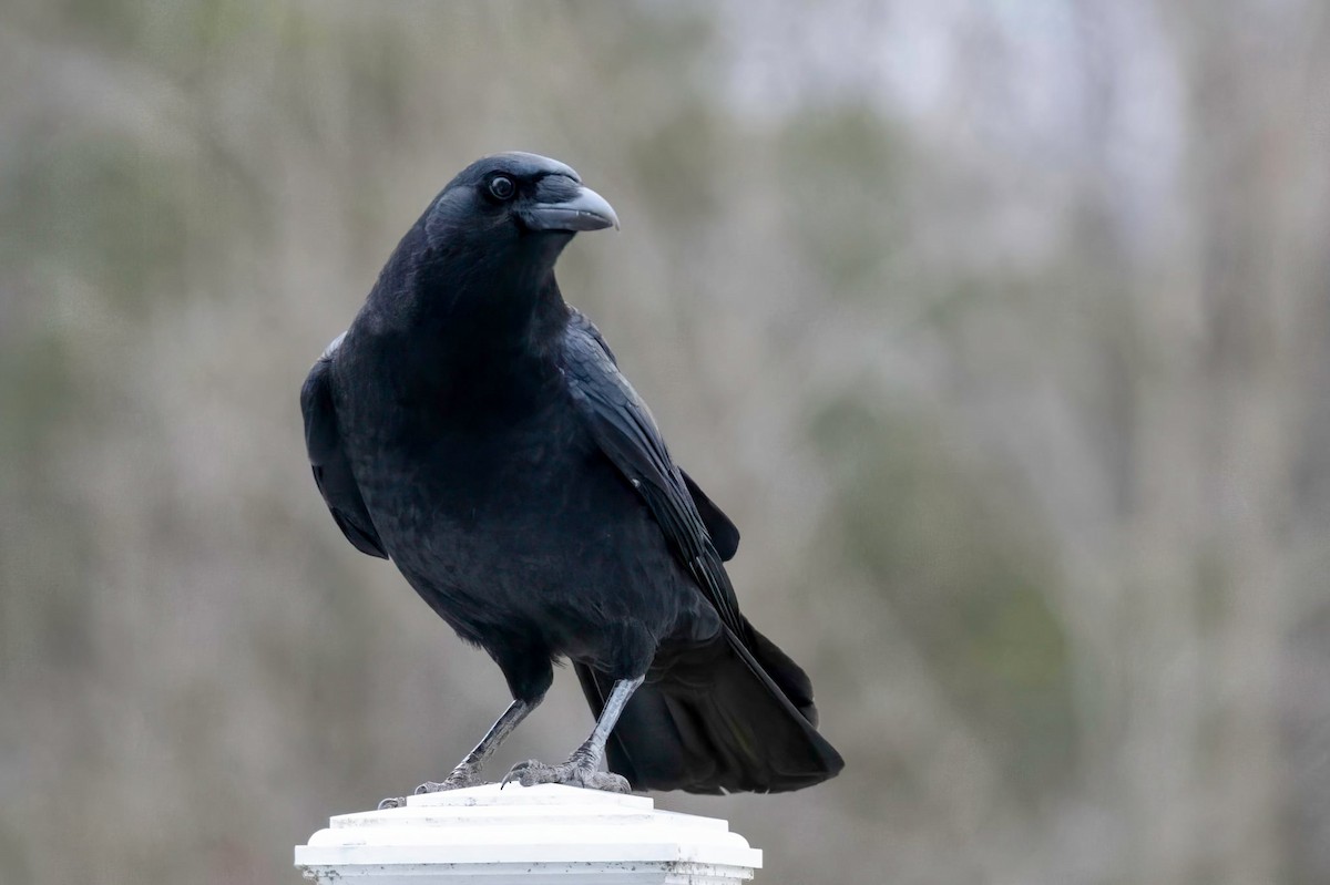 American Crow - ML646450067