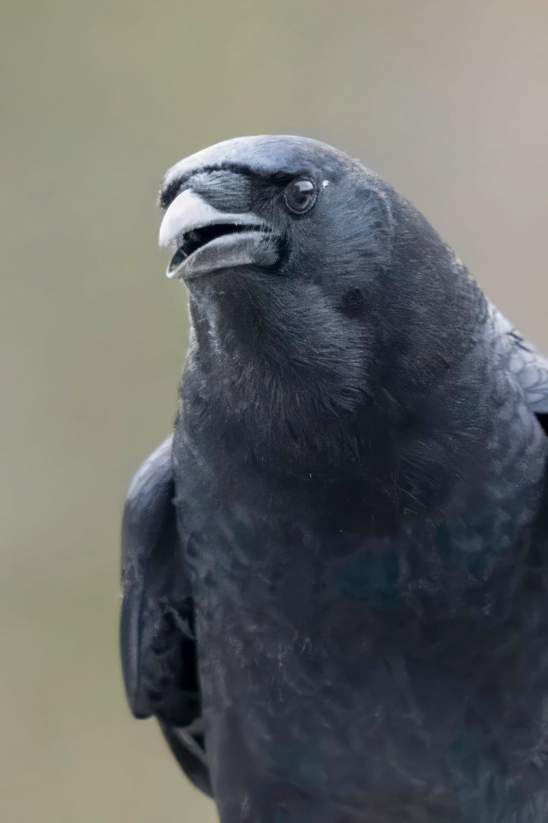 American Crow - ML646450068