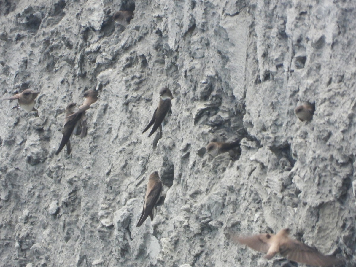 Hint Kum Kırlangıcı - ML646450069