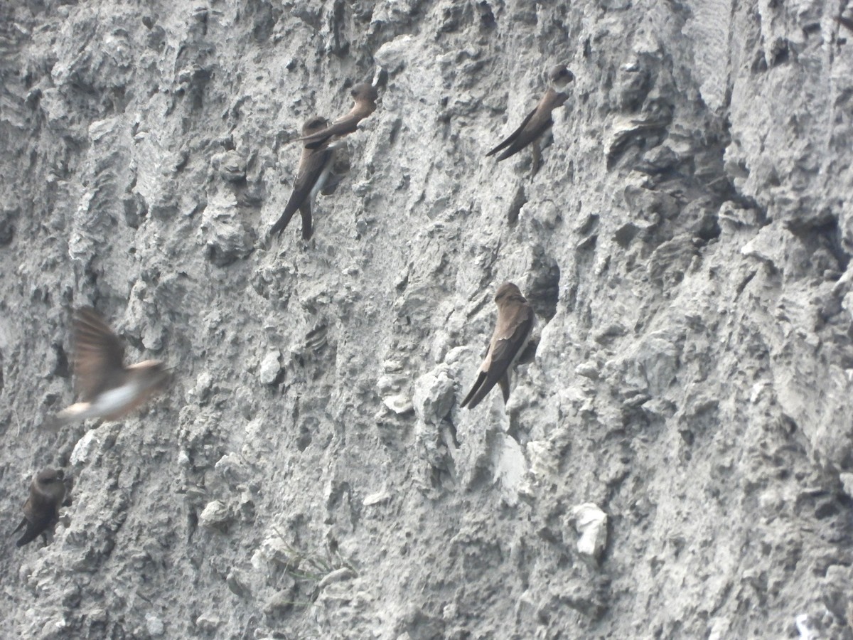 Hint Kum Kırlangıcı - ML646450070