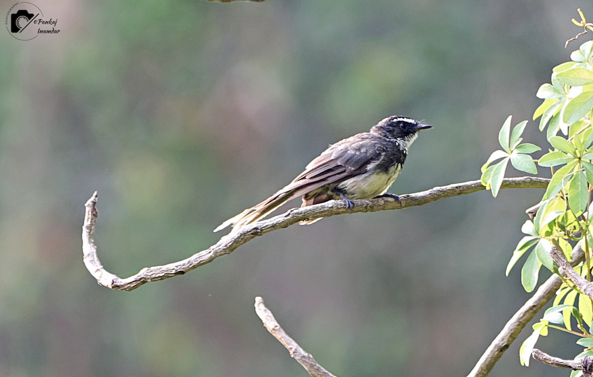 Scaly-breasted Munia - ML646450071