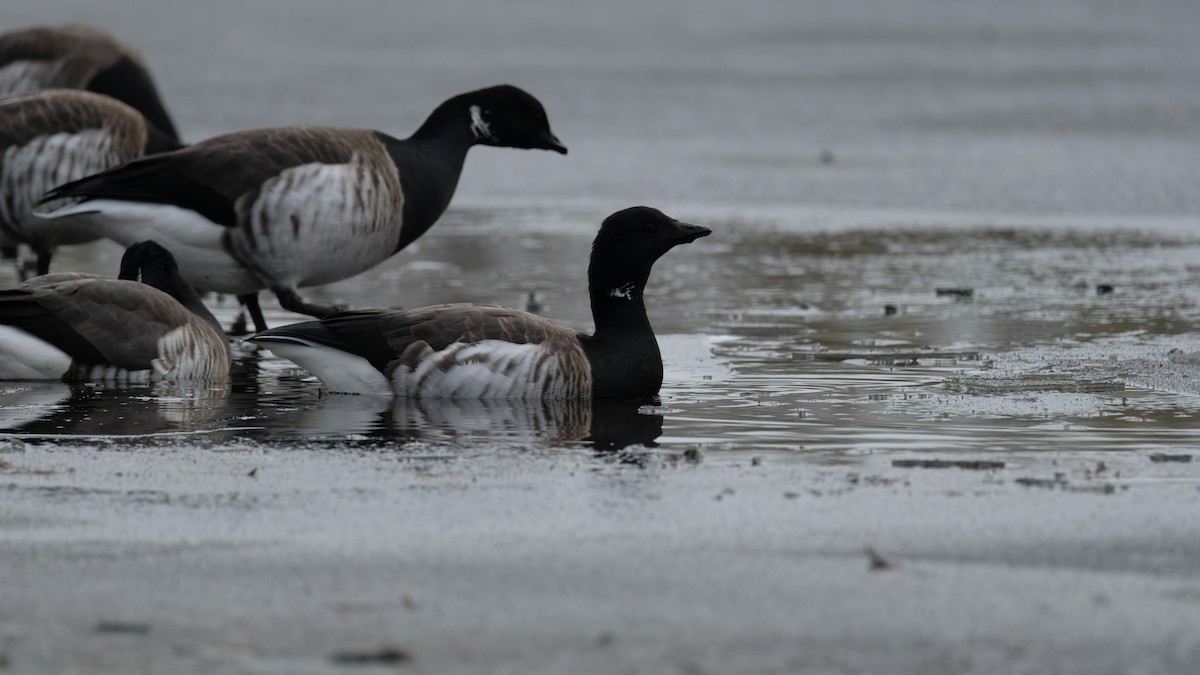 Barnacla Carinegra - ML646450073