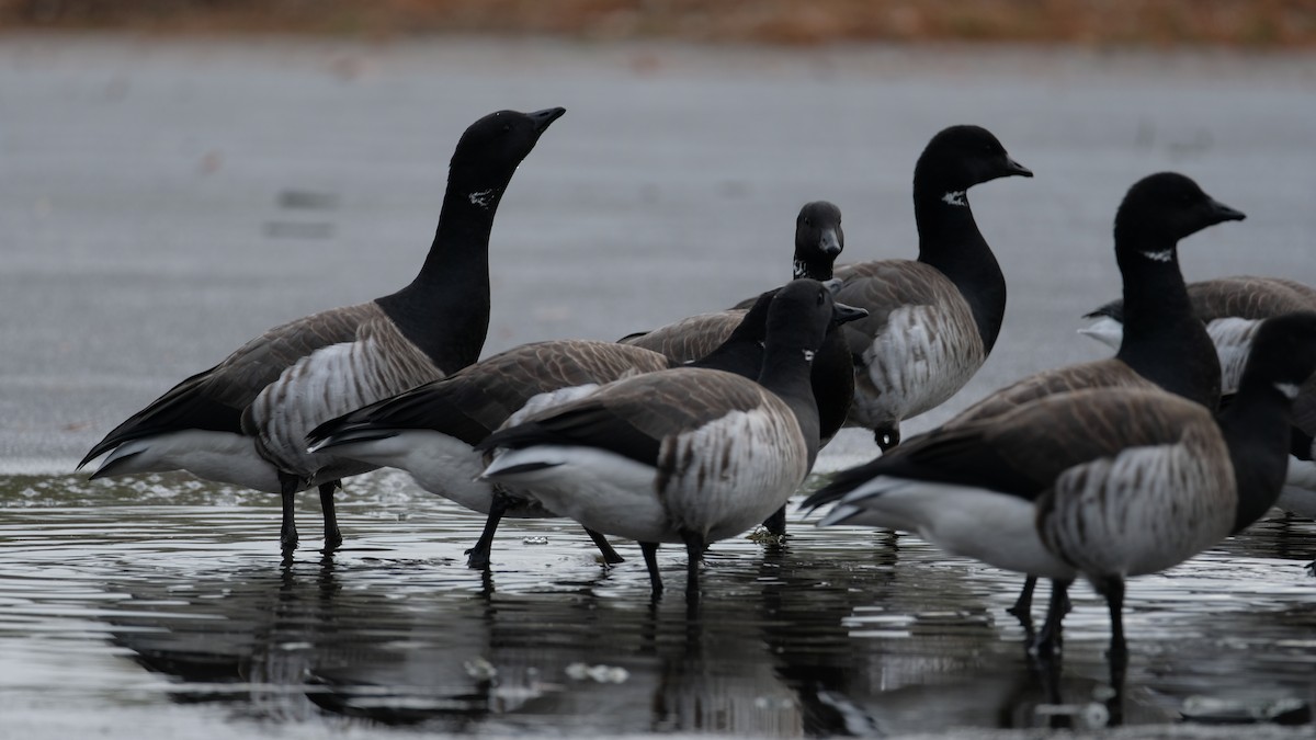Barnacla Carinegra - ML646450075
