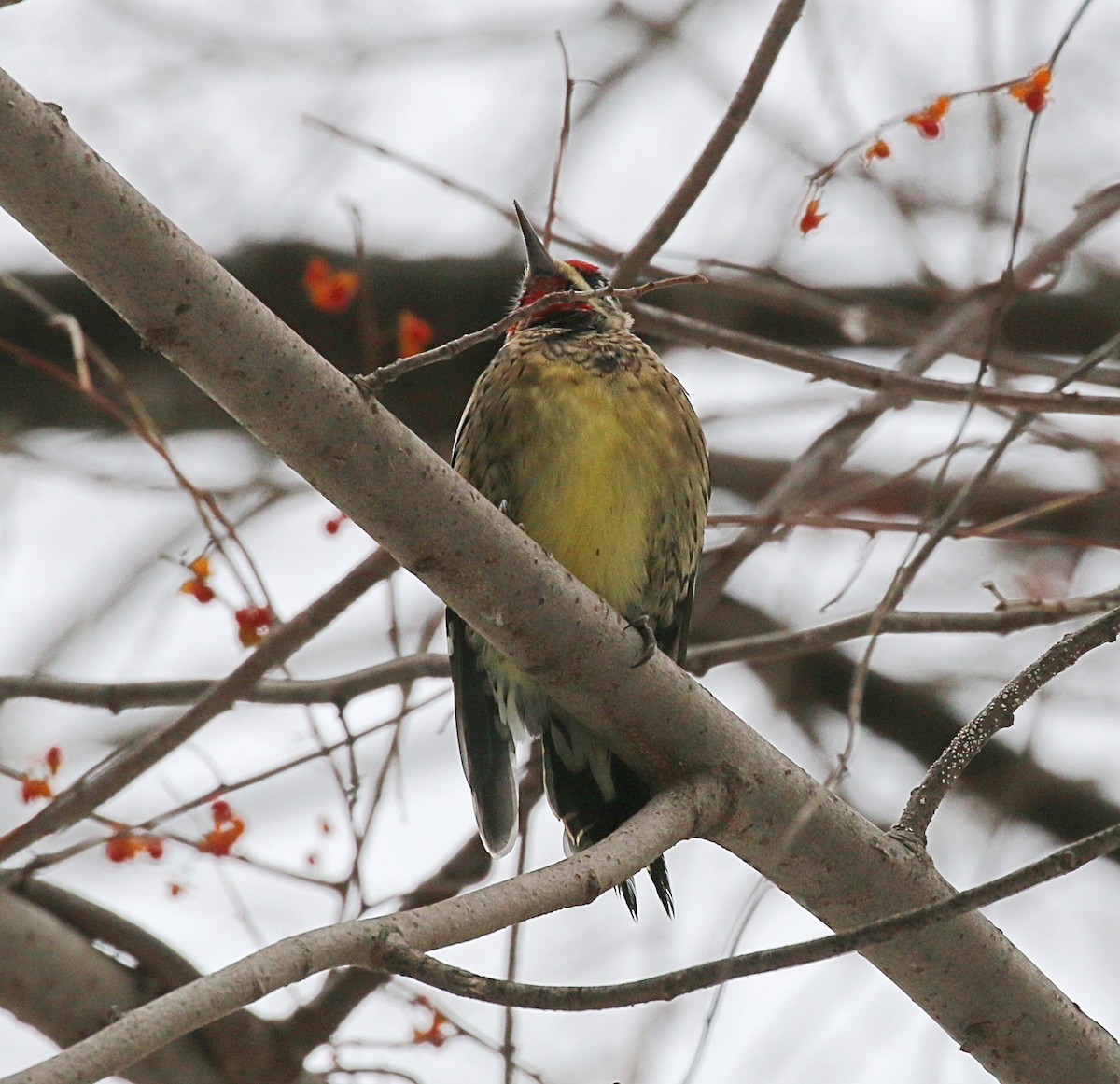 Yellow-bellied Sapsucker - ML646450077