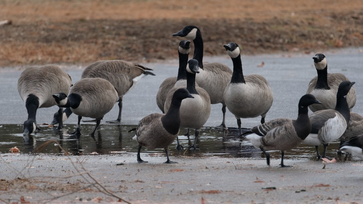 Kanada Kazı - ML646450078