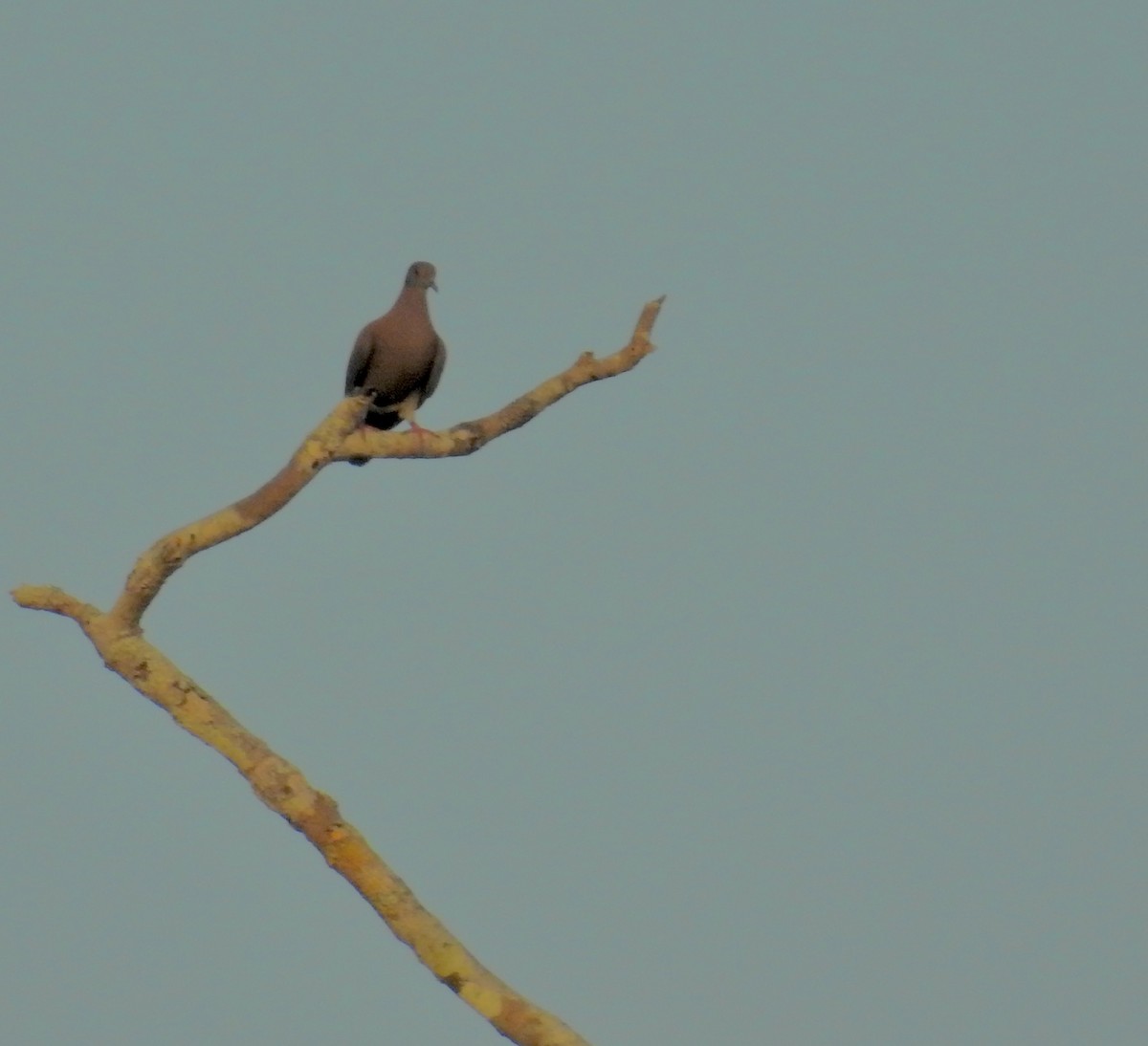 Pale-vented Pigeon - ML646450079
