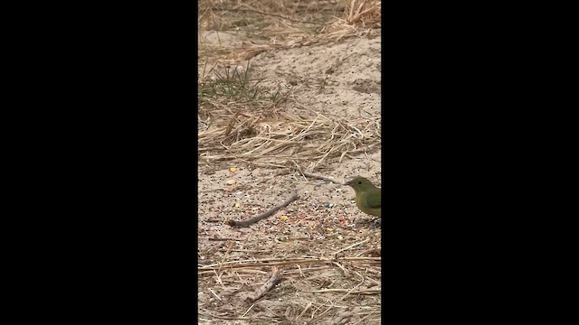 Boyalı Çinte - ML646450080