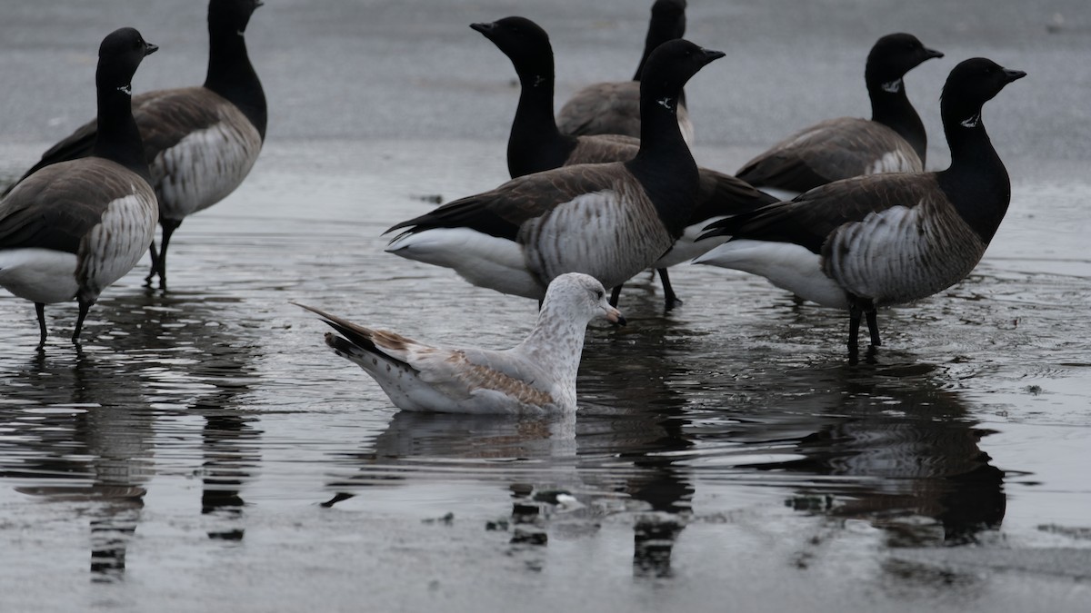 Gaviota de Delaware - ML646450081