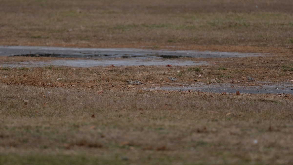 Alaca Çinte - ML646450083