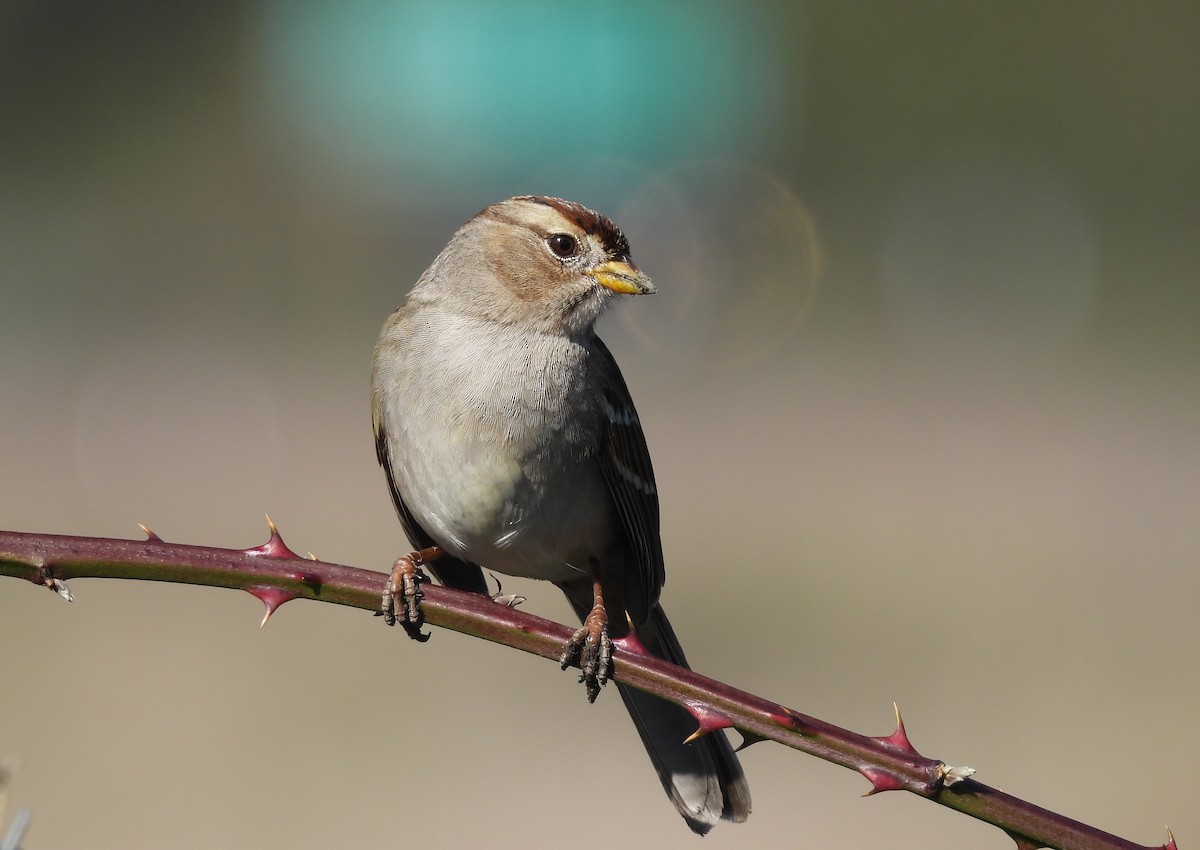 White-crowned Sparrow (pugetensis) - ML646450085