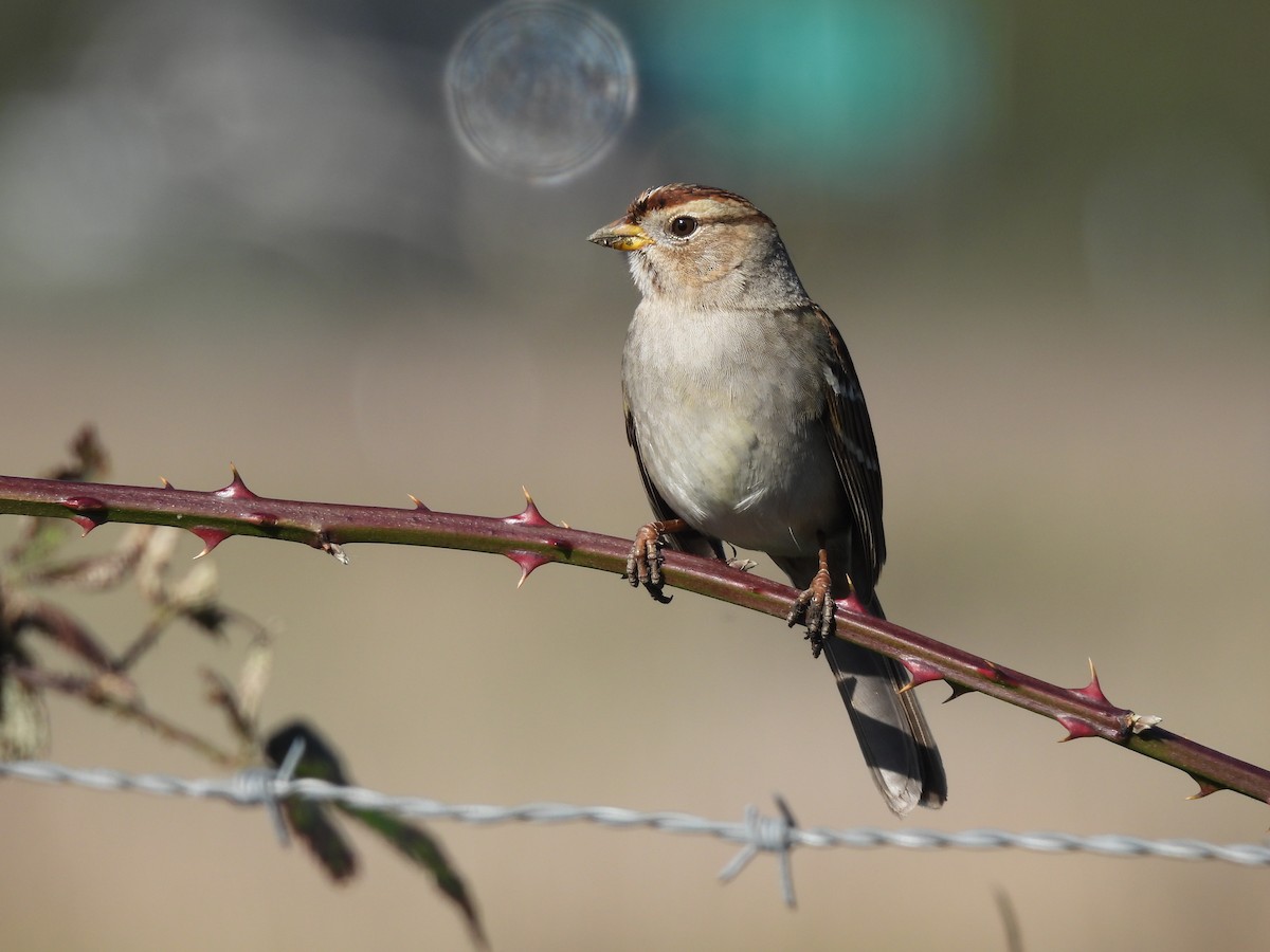 White-crowned Sparrow (pugetensis) - ML646450086