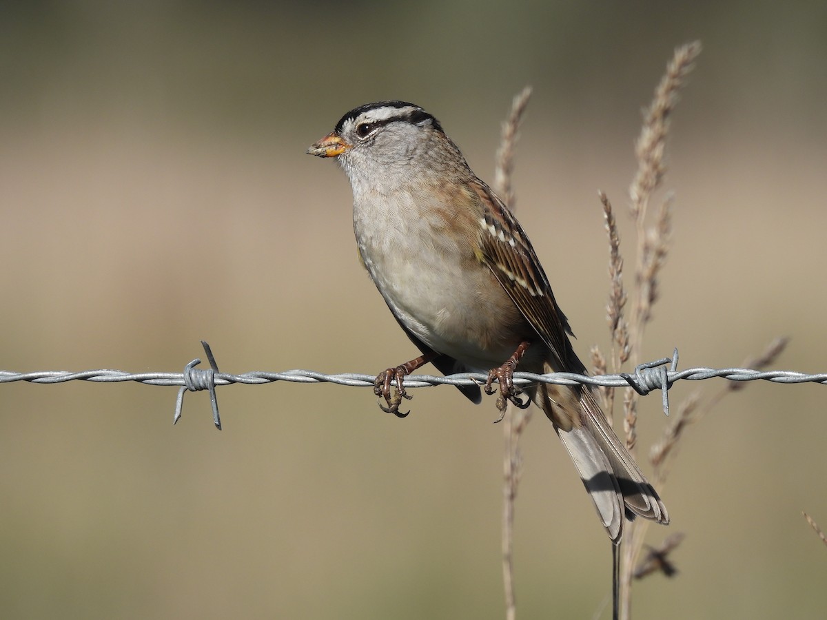 White-crowned Sparrow (pugetensis) - ML646450087