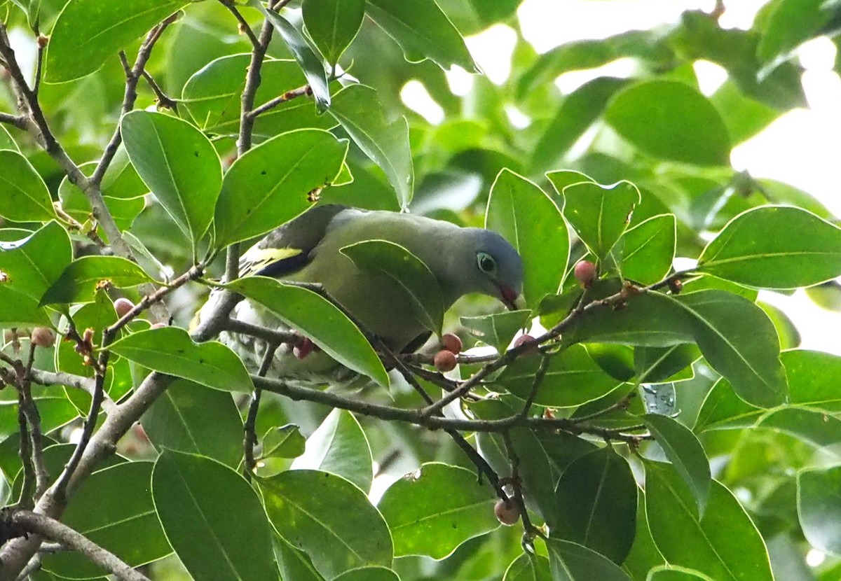 Kalın Gagalı Yeşil Güvercin - ML646450088