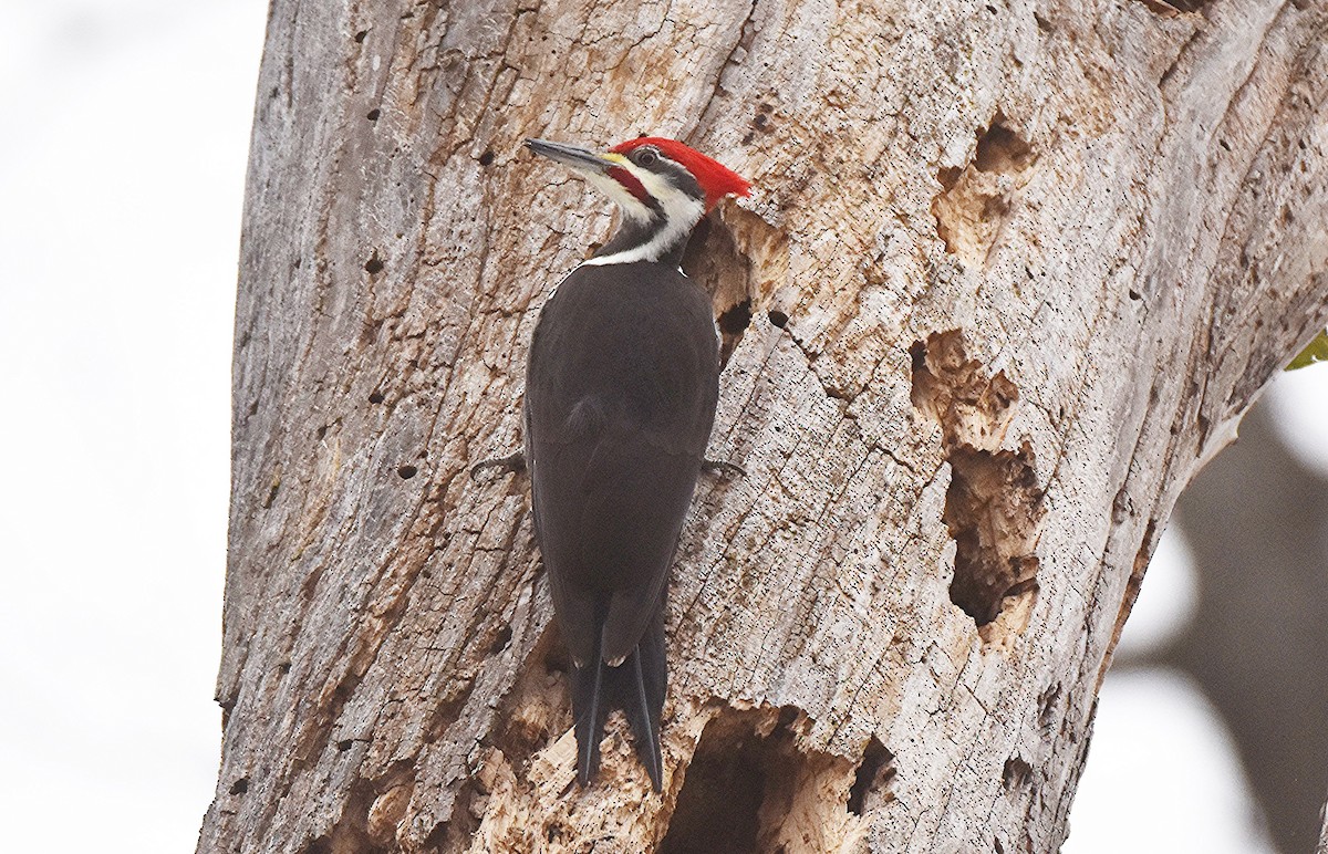 Kuzey Amerika Kara Ağaçkakanı - ML646450091