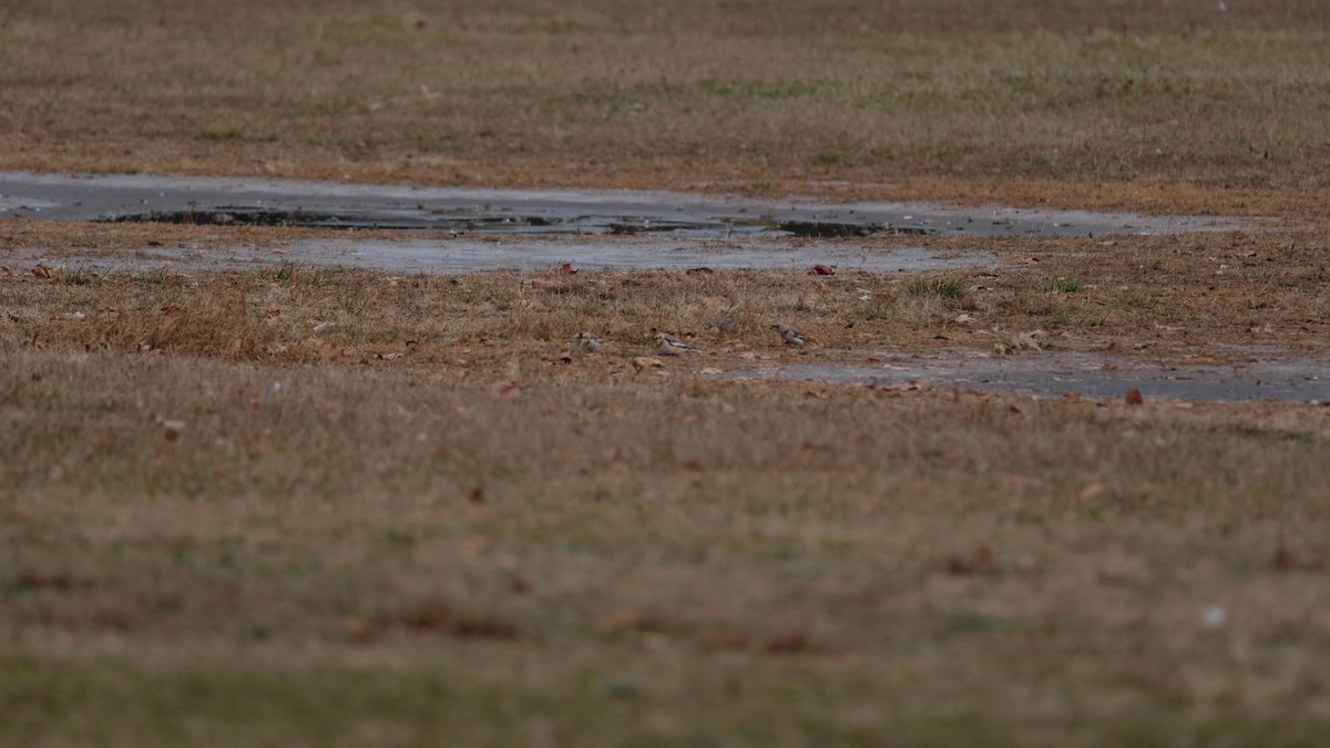 Alaca Çinte - ML646450093