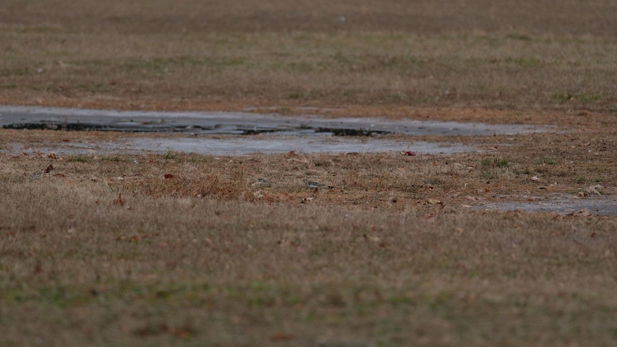 Alaca Çinte - ML646450095