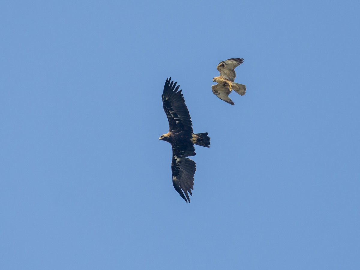 Şah Kartal - ML646450098