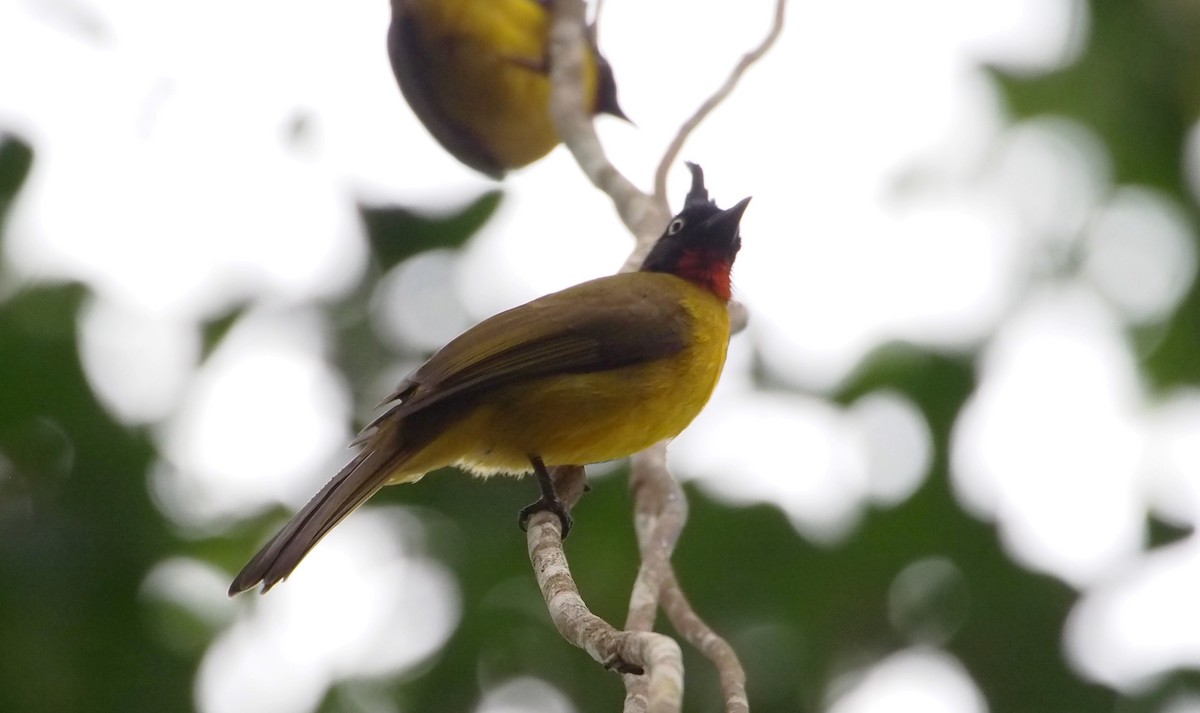 Kara Tepeli Arapbülbülü - ML646450110