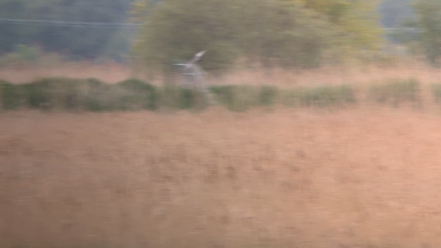 Aladoğan - ML646450113