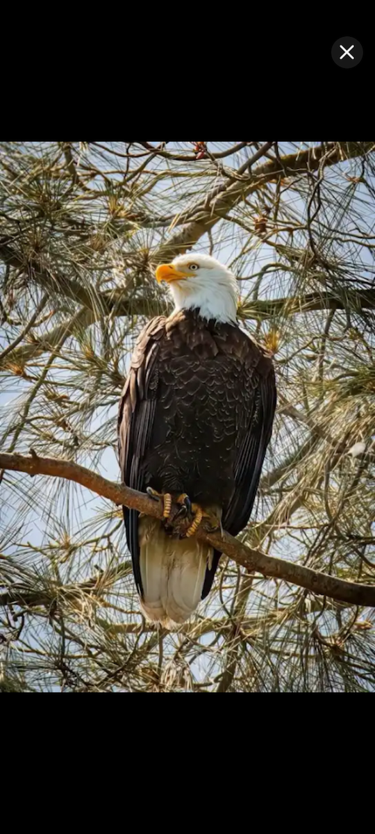 Ak Başlı Kartal - ML646450115