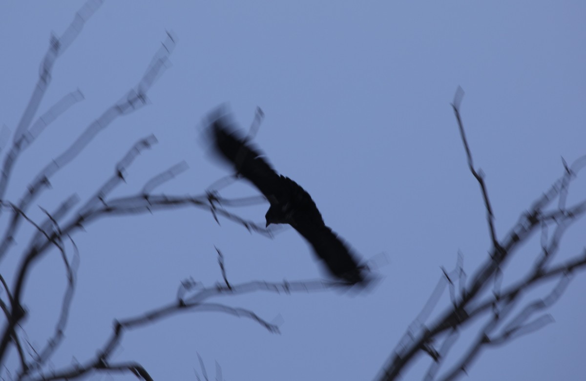 Kuzgun - ML646450116