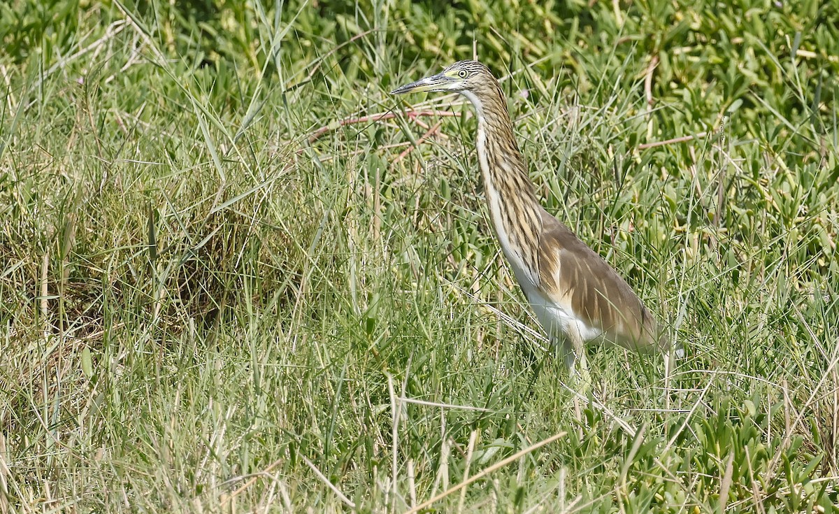 Hint Alaca Balıkçılı - ML646450117