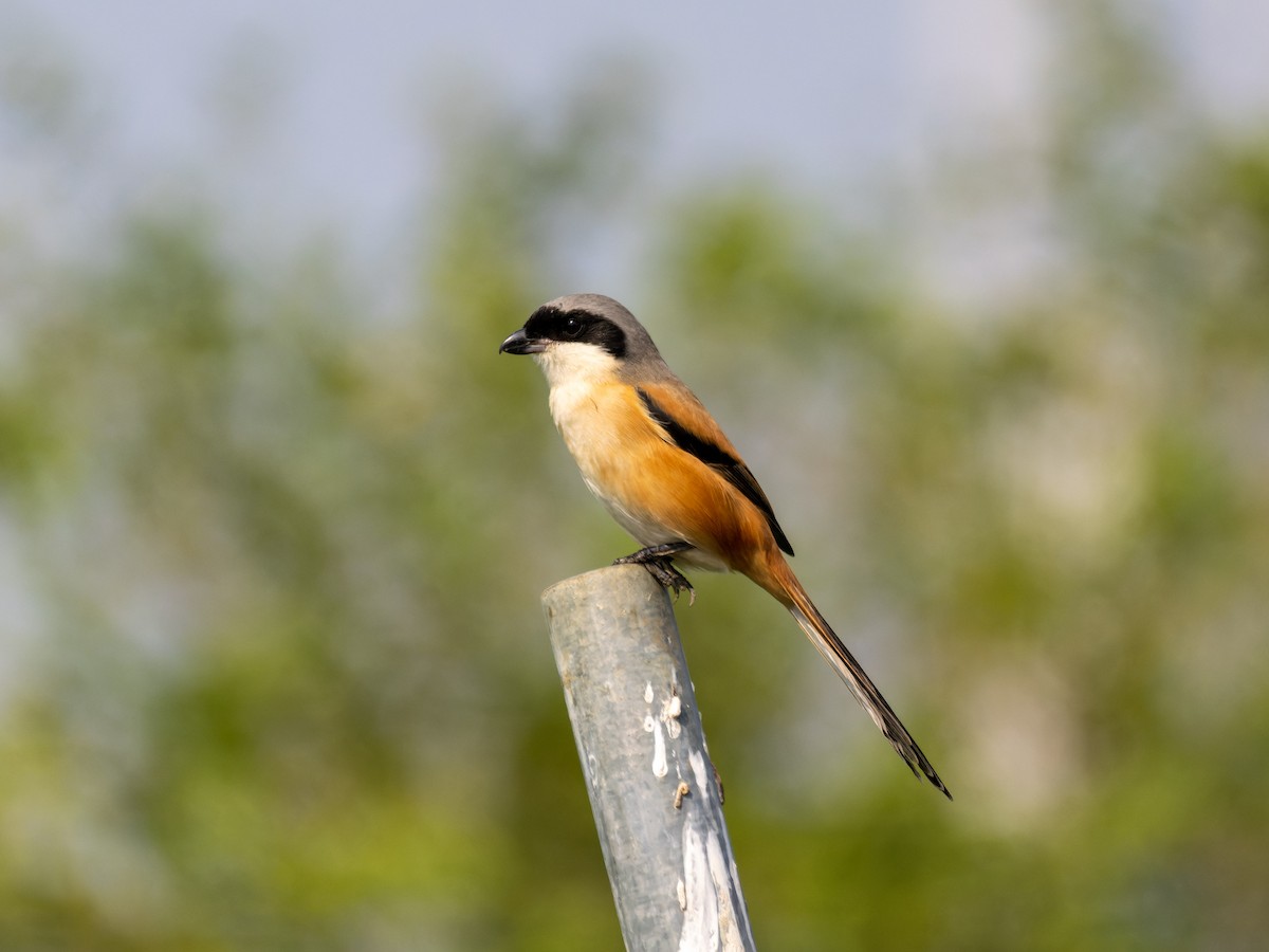 Uzun Kuyruklu Örümcekkuşu - ML646450118