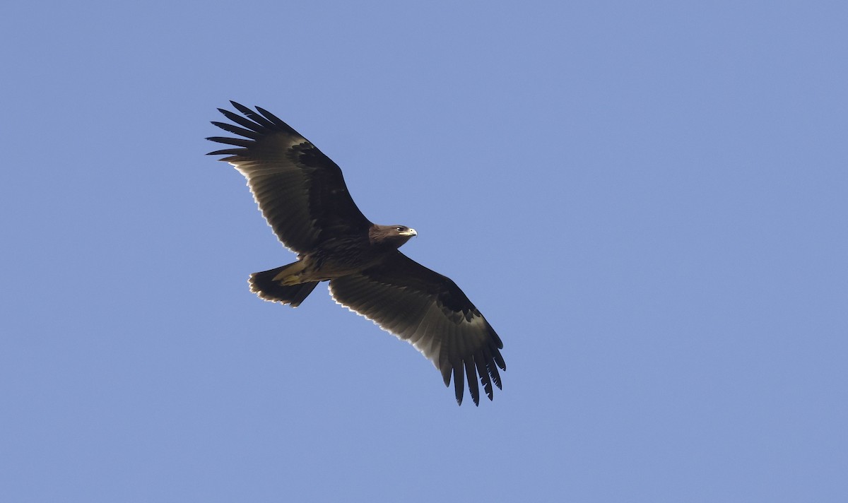 Büyük Orman Kartalı - ML646450120