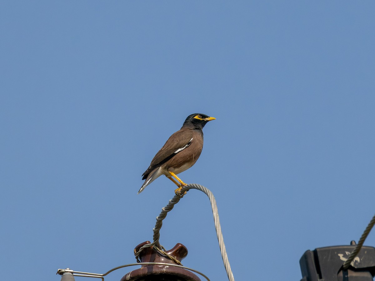 Çiğdeci - ML646450121