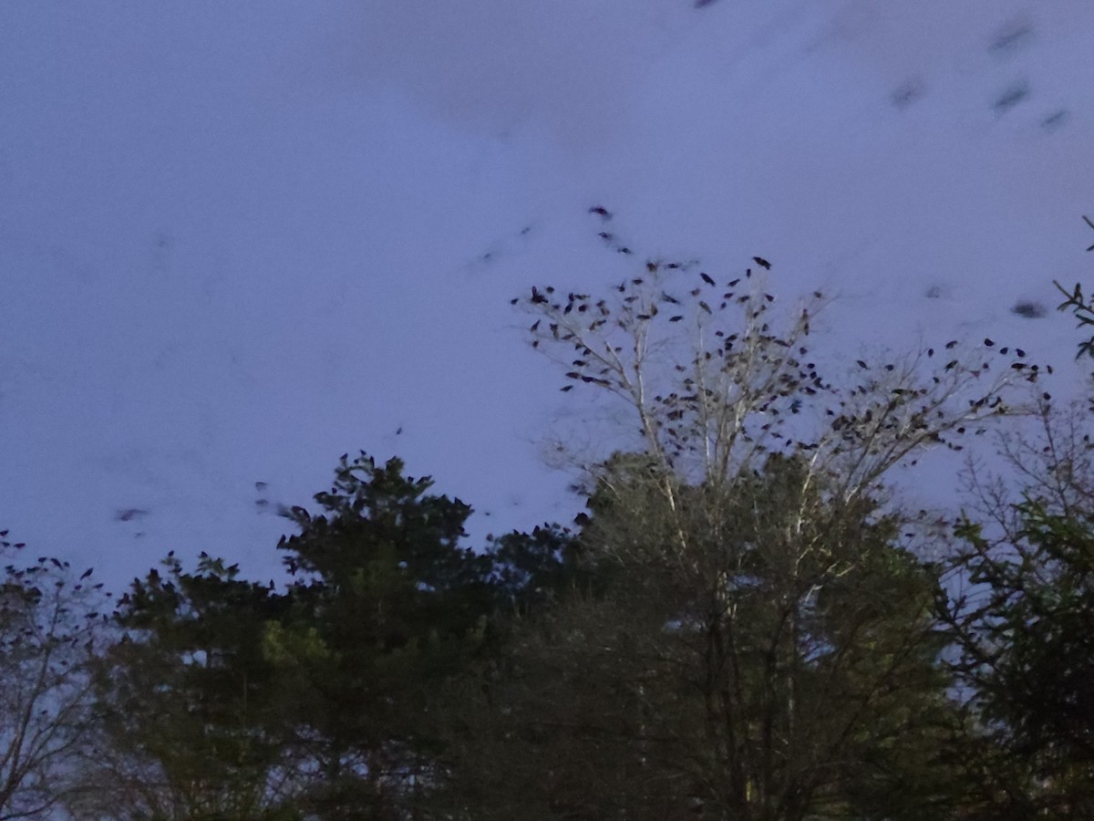 Ekin Kargası - ML646450122