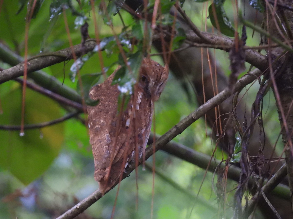 Uzakdoğu İshakkuşu - ML646450127