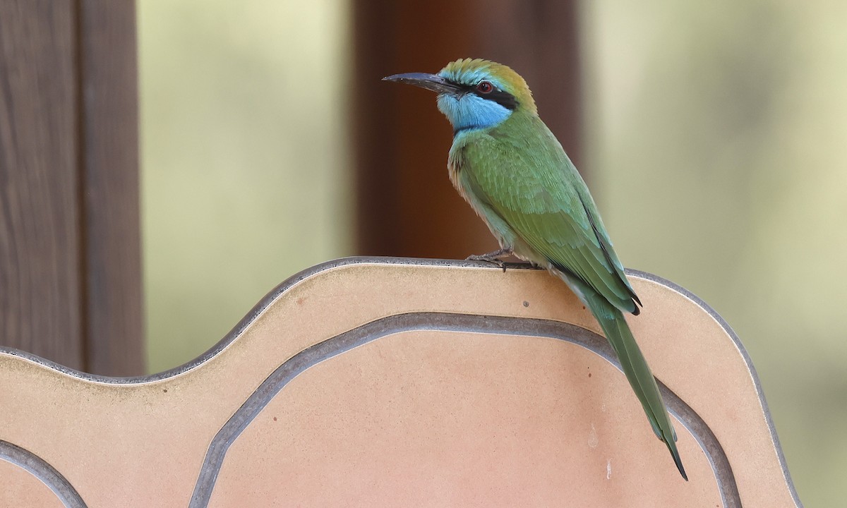 Arabistan Yeşil Arıkuşu - ML646450129