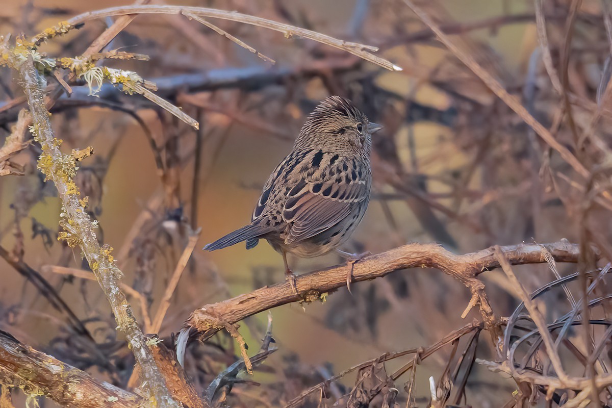 Lincoln Serçesi - ML646450130