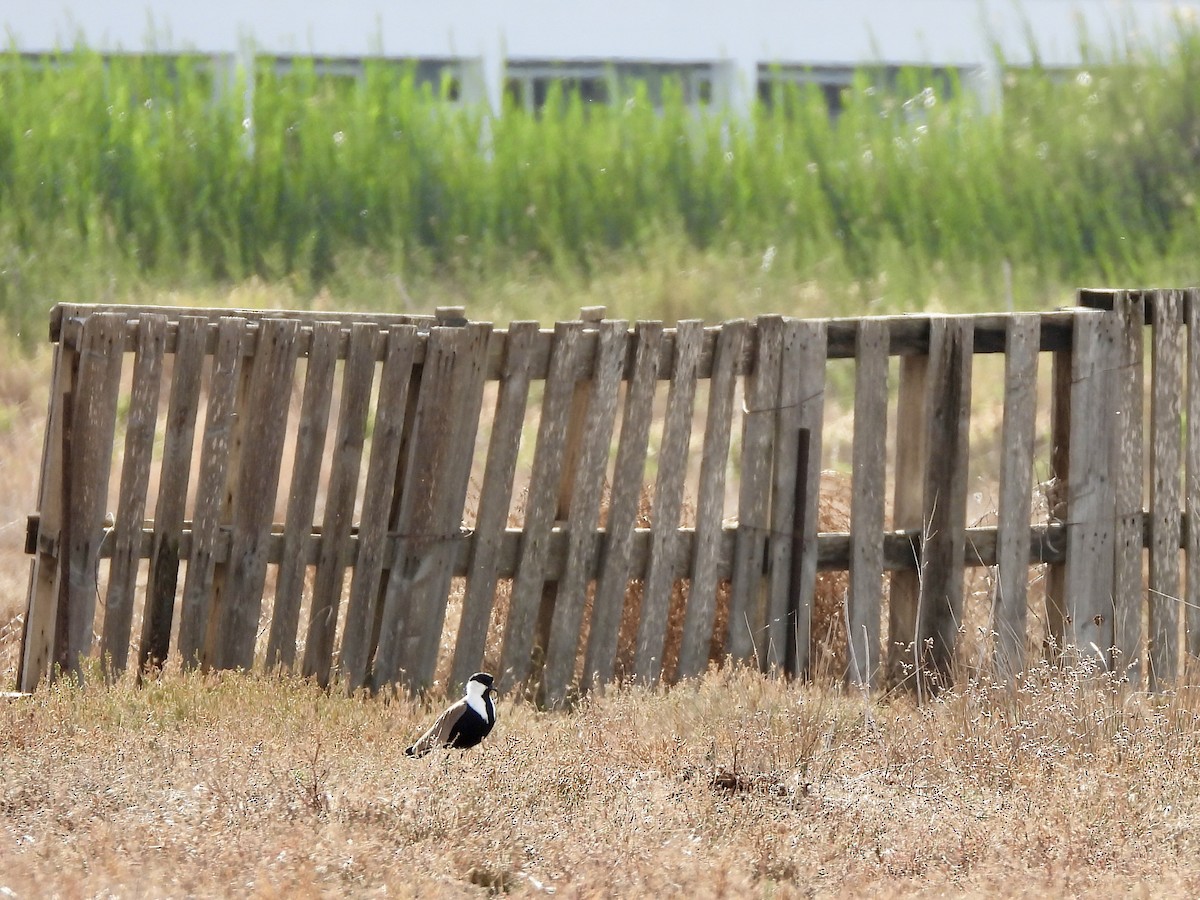 Mahmuzlu Kızkuşu - ML646450131