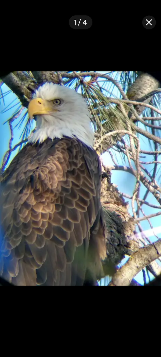 Pygargue à tête blanche - ML646450137