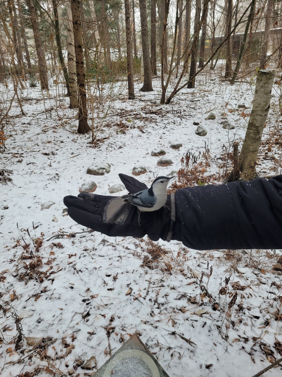 White-breasted Nuthatch - ML646450139